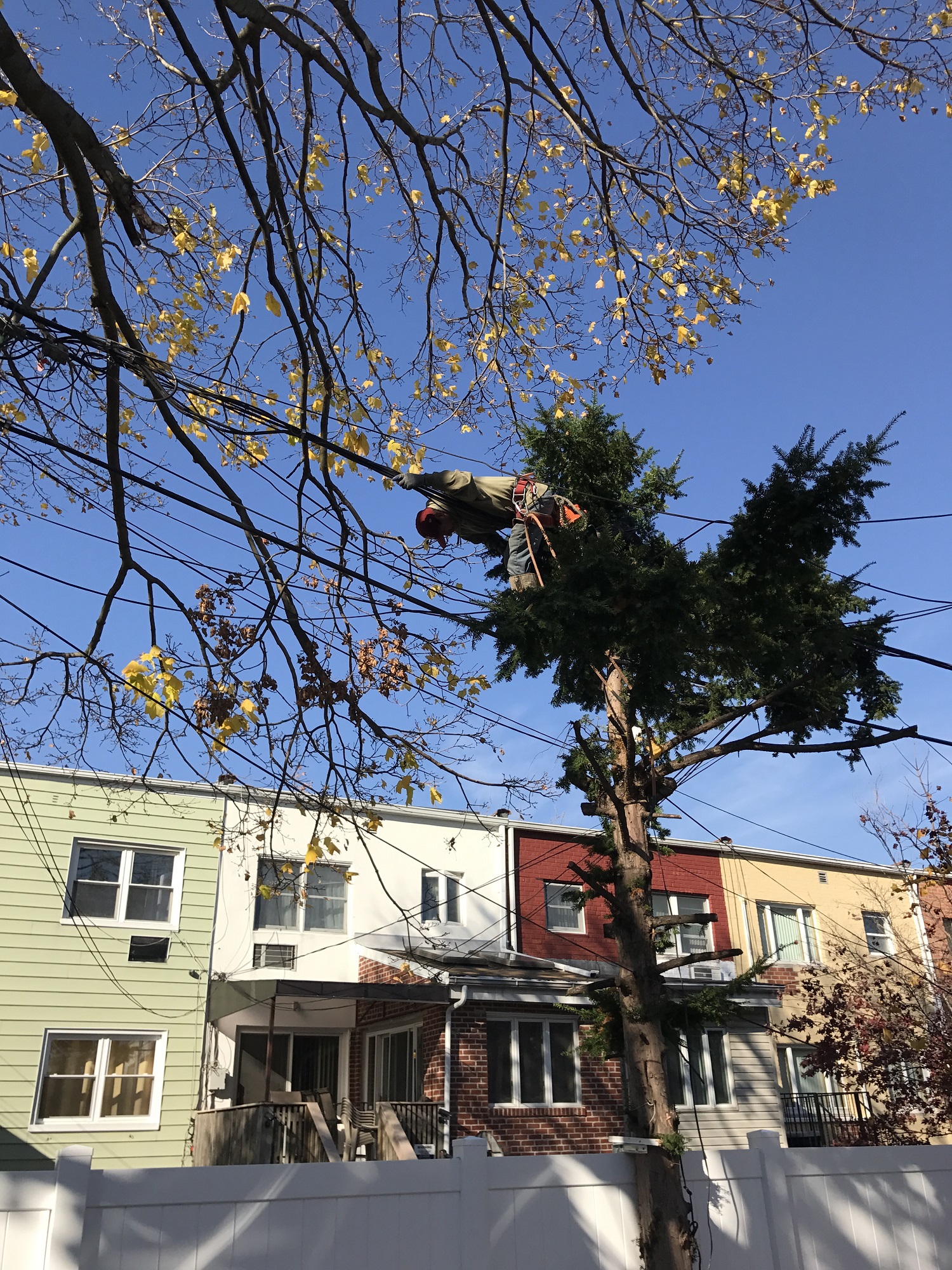 Emergency Tree Service 24 Hour Staten Island Tree Service Tree Removal