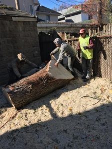 Tree Removal Archives - Staten Island Tree Company