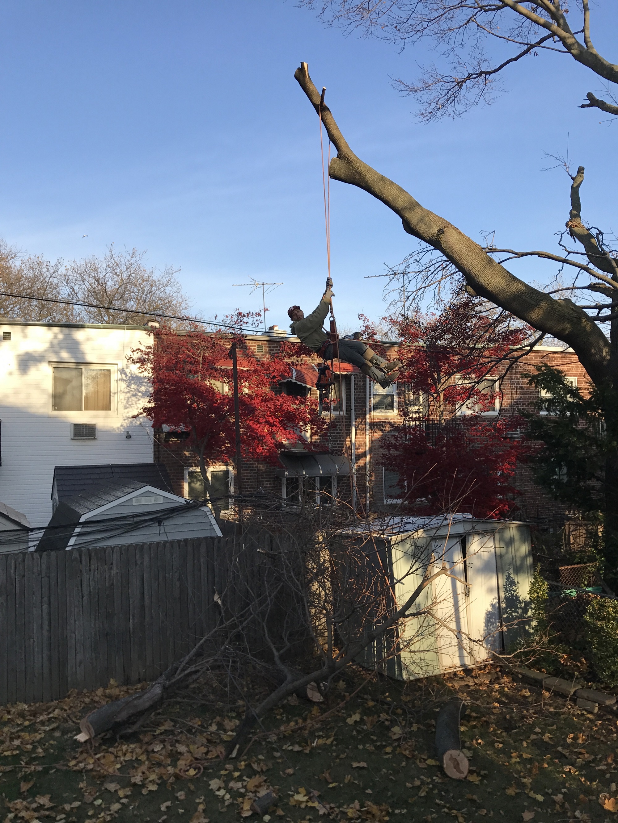 Tree Removal Affordable Tree Removal Service Staten Island Tree Company